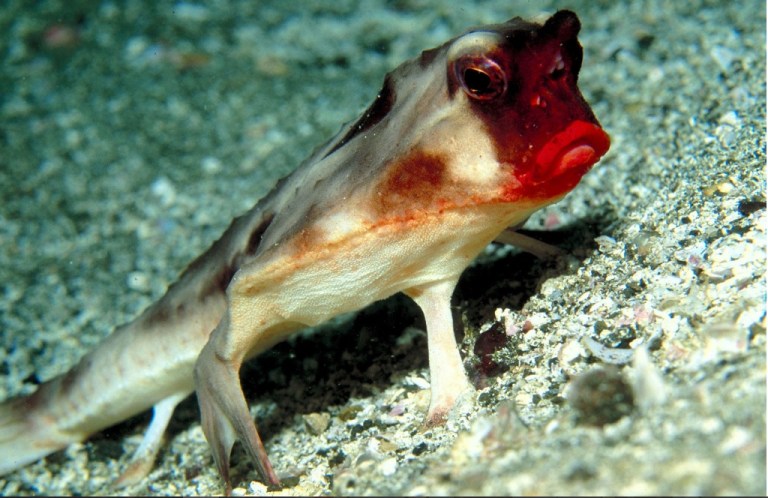 Gambar Red-lipped Batfish