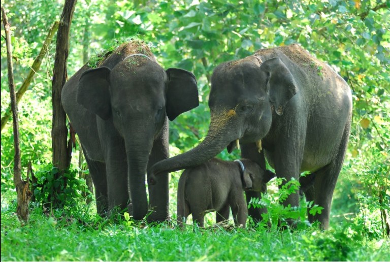 Gambar Gajah Sumatra