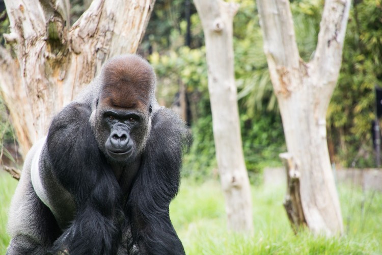 foto gorilla dataran rendah