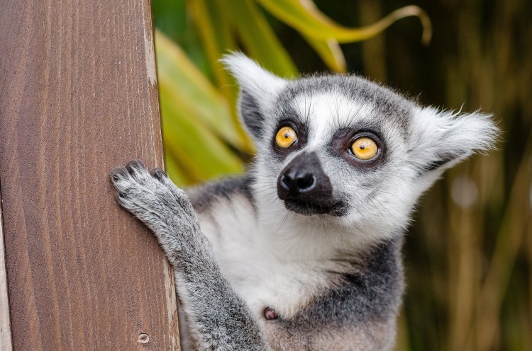 Gambar Hewan Langka Lemur