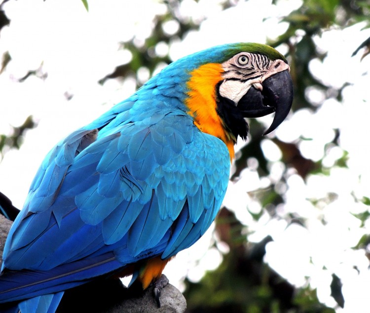 gambar burung macaw
