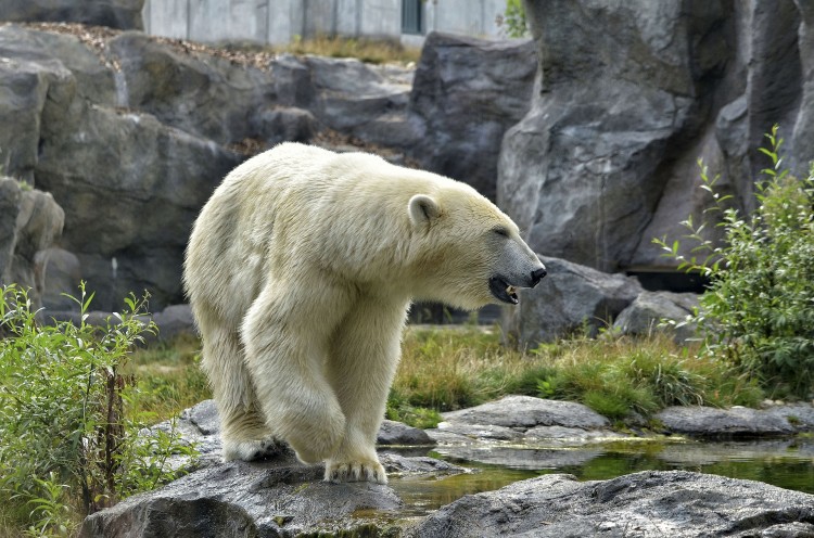 Foto Hewan Langka Beruang Kutub