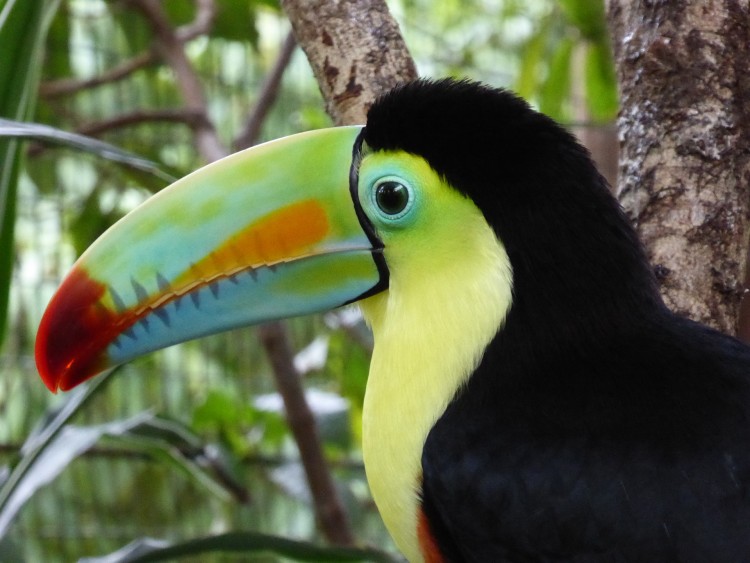 Gambar Hewan Langka Burung Toucan