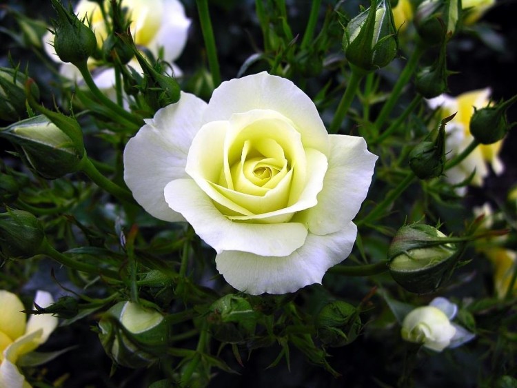 Bunga Mawar Putih