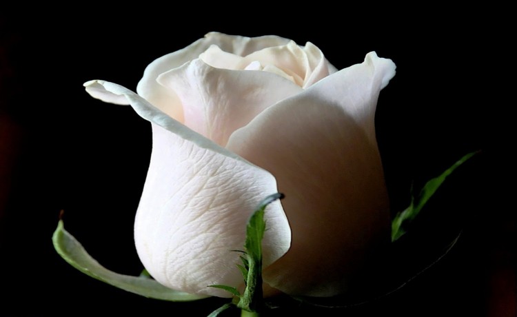 Gambar Bunga Mawar Putih