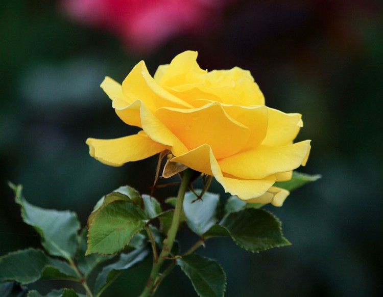 Bunga Mawar Kuning