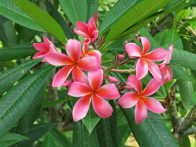 gambar Bunga Kamboja