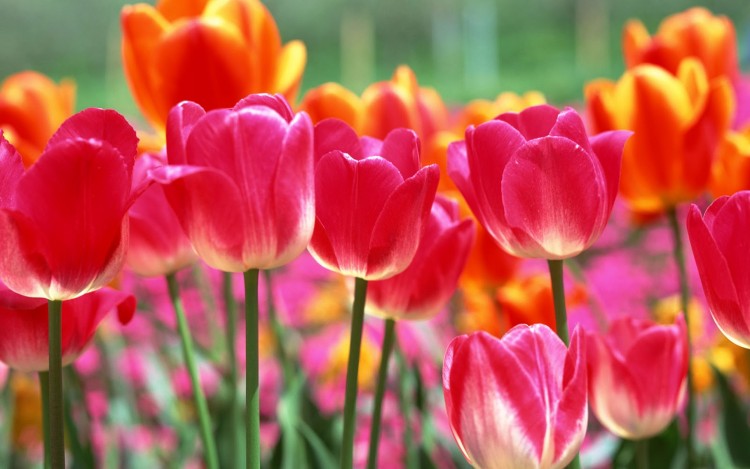 foto Bunga Tulip