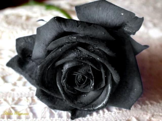 gambar Bunga Mawar hitam