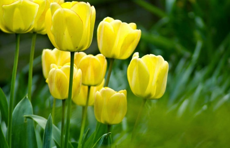 gambar Bunga Tulip
