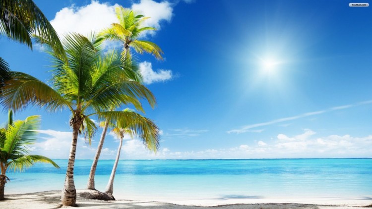 pantai dan kelapa